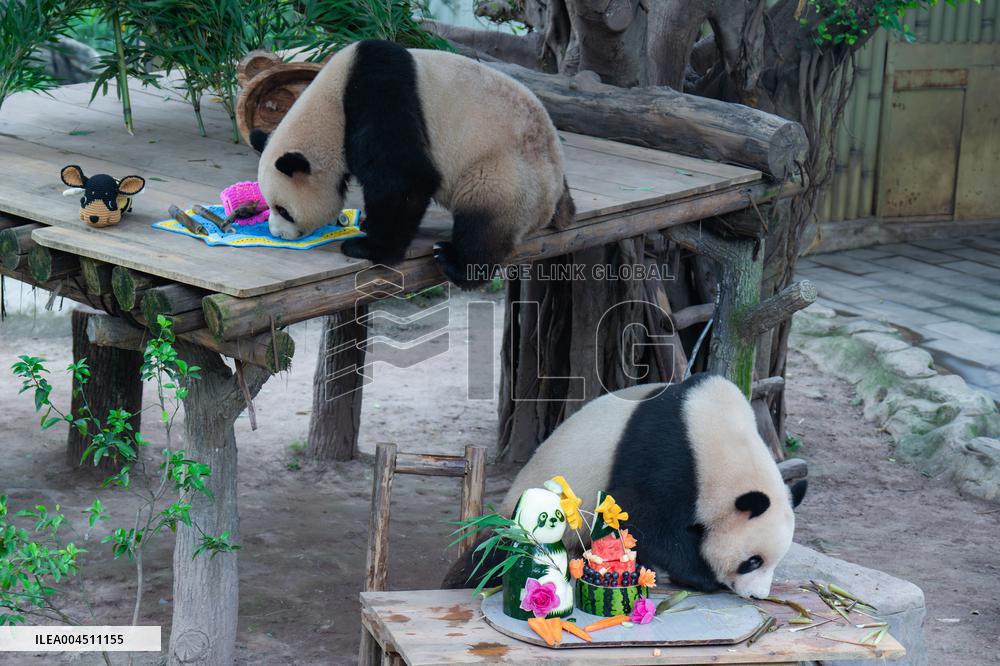 Chongqing Zoo Twin Giant Pandas Birthday