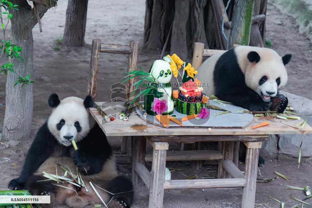 Chongqing Zoo Twin Giant Pandas Birthday