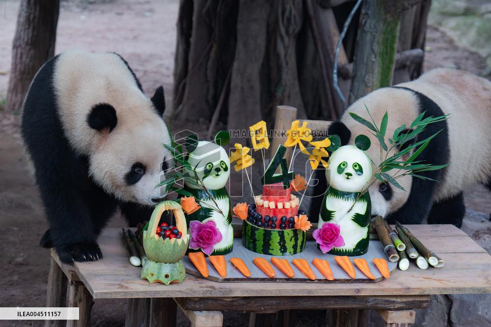 Chongqing Zoo Twin Giant Pandas Birthday