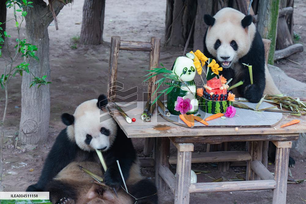 Chongqing Zoo Twin Giant Pandas Birthday