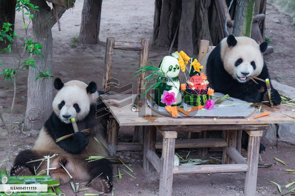 Chongqing Zoo Twin Giant Pandas Birthday