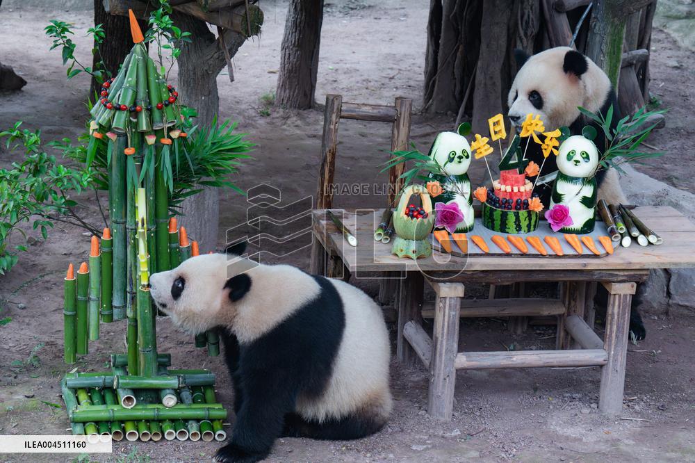 Chongqing Zoo Twin Giant Pandas Birthday