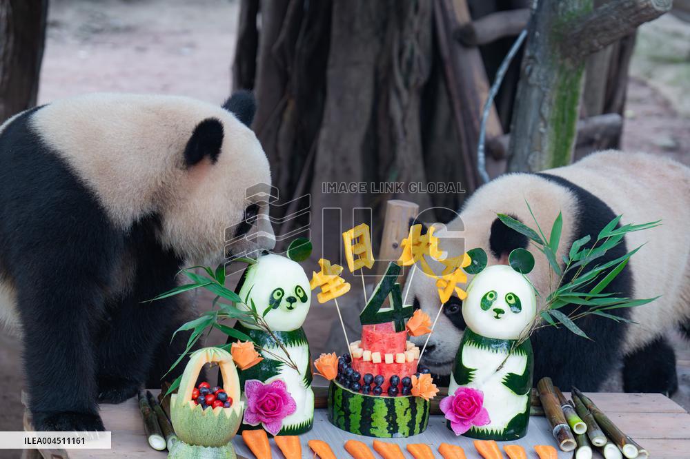 Chongqing Zoo Twin Giant Pandas Birthday