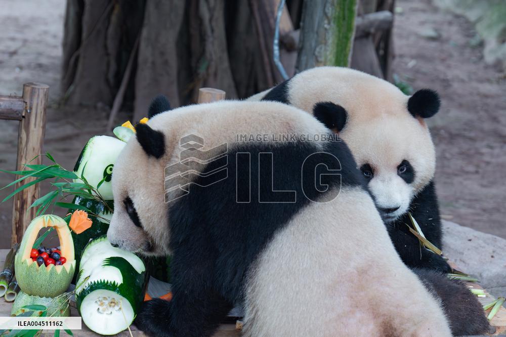 Chongqing Zoo Twin Giant Pandas Birthday