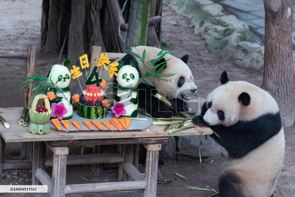 Chongqing Zoo Twin Giant Pandas Birthday