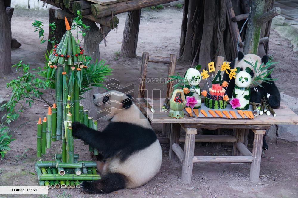 Chongqing Zoo Twin Giant Pandas Birthday
