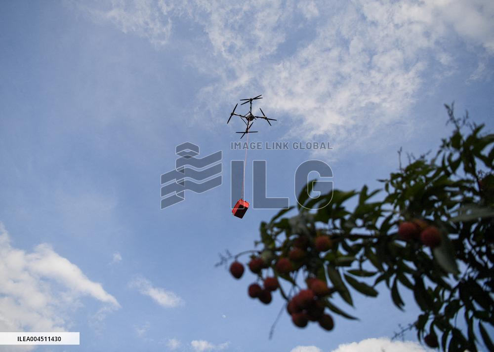 China S Largest Lychee Production Base