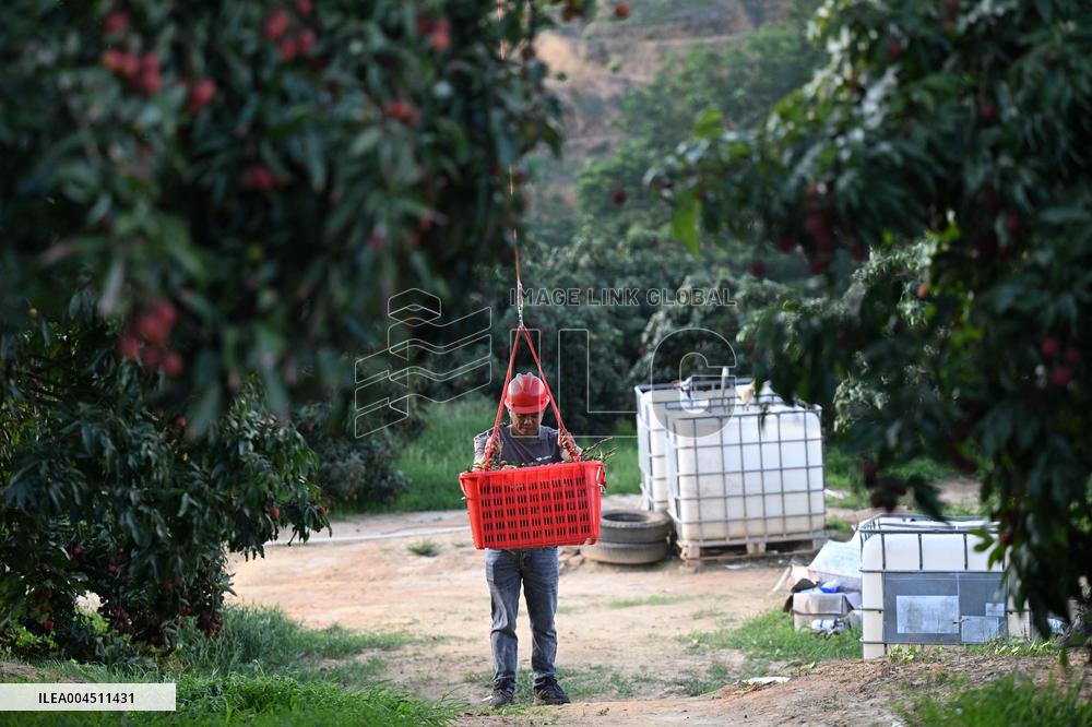 China S Largest Lychee Production Base