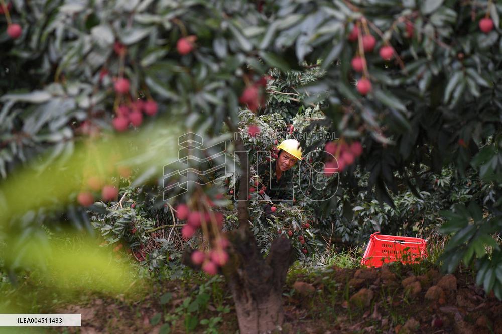 China S Largest Lychee Production Base