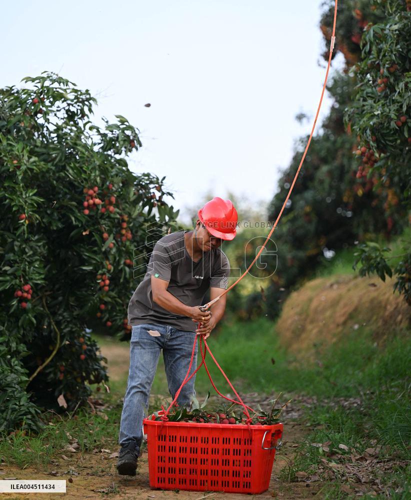 China S Largest Lychee Production Base