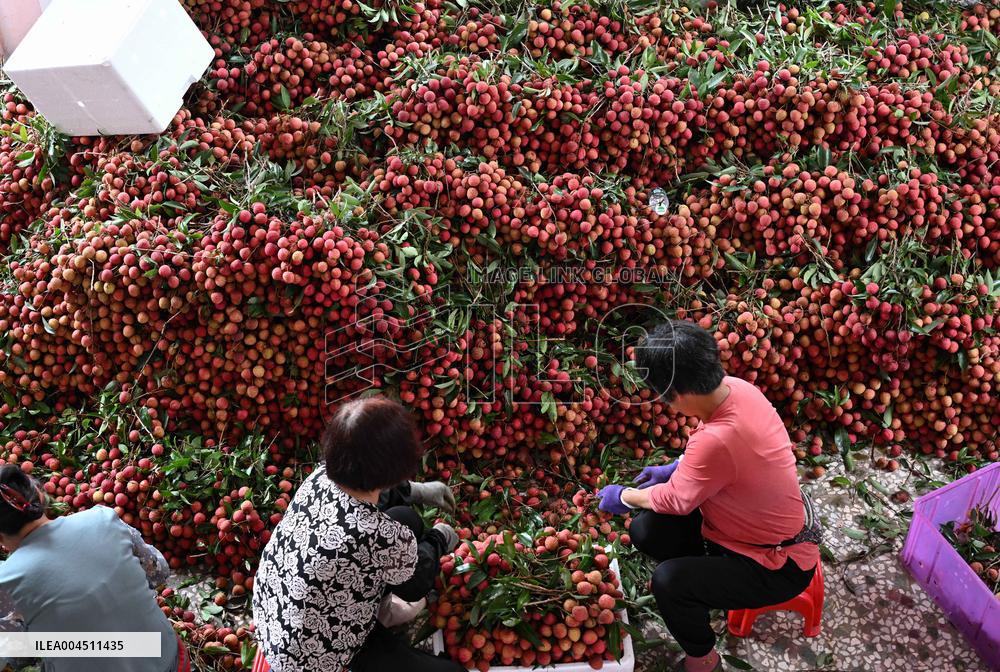 China S Largest Lychee Production Base