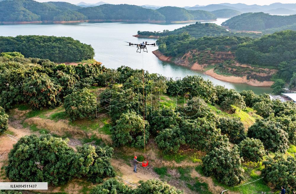 China S Largest Lychee Production Base