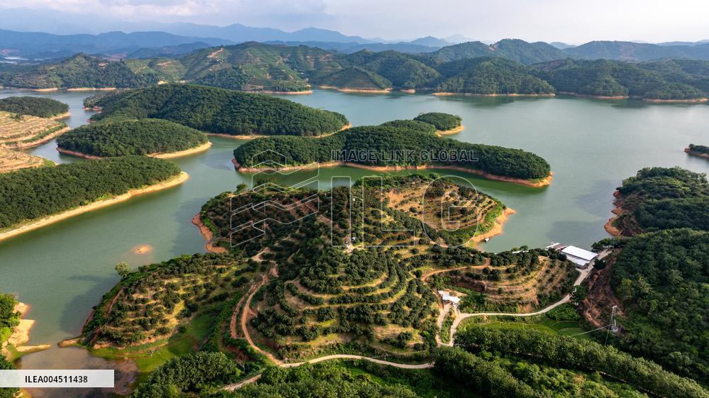 China S Largest Lychee Production Base