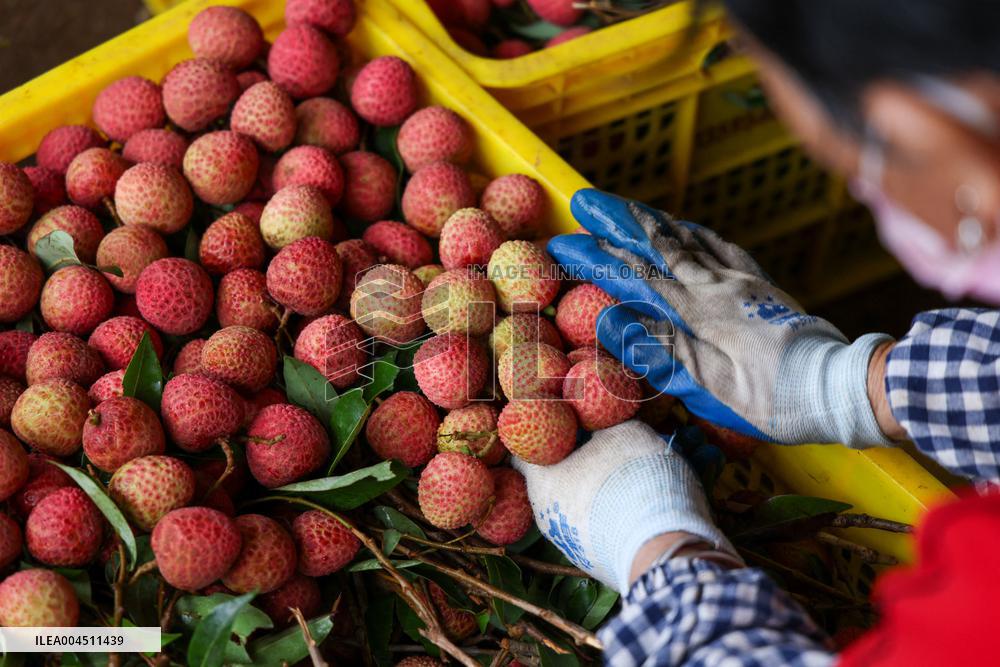 China S Largest Lychee Production Base