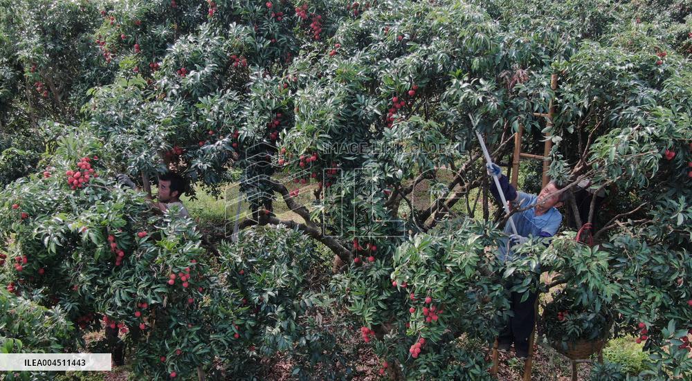 China S Largest Lychee Production Base
