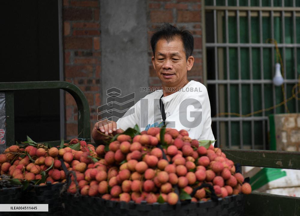 China S Largest Lychee Production Base