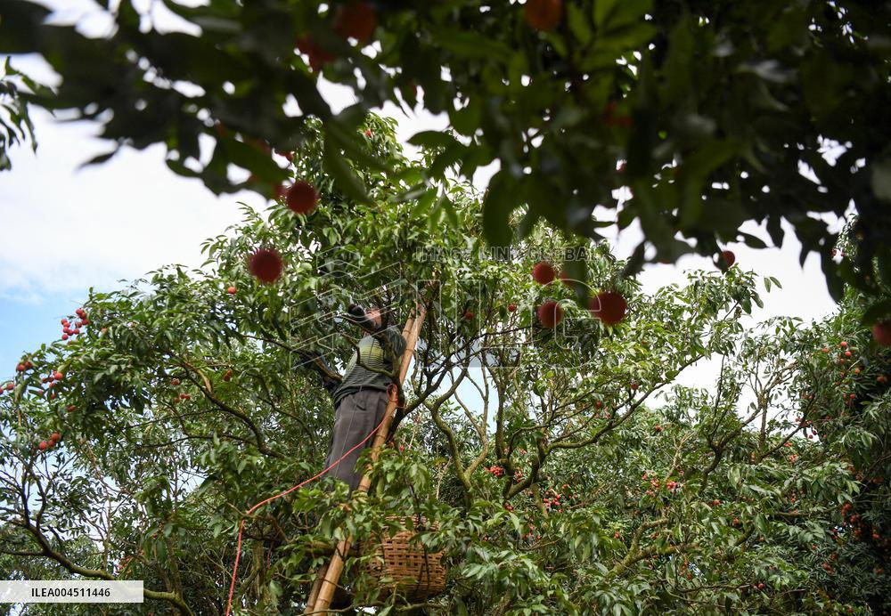 China S Largest Lychee Production Base