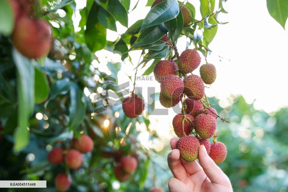 China S Largest Lychee Production Base