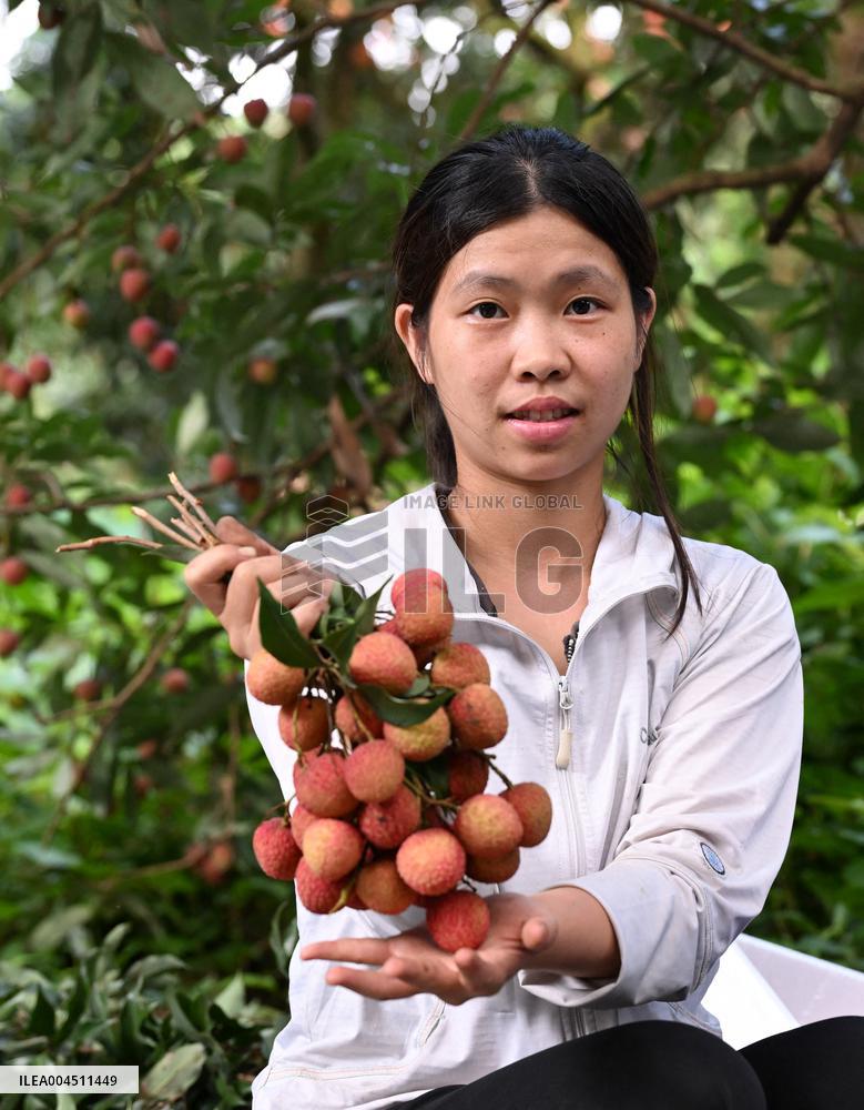 China S Largest Lychee Production Base