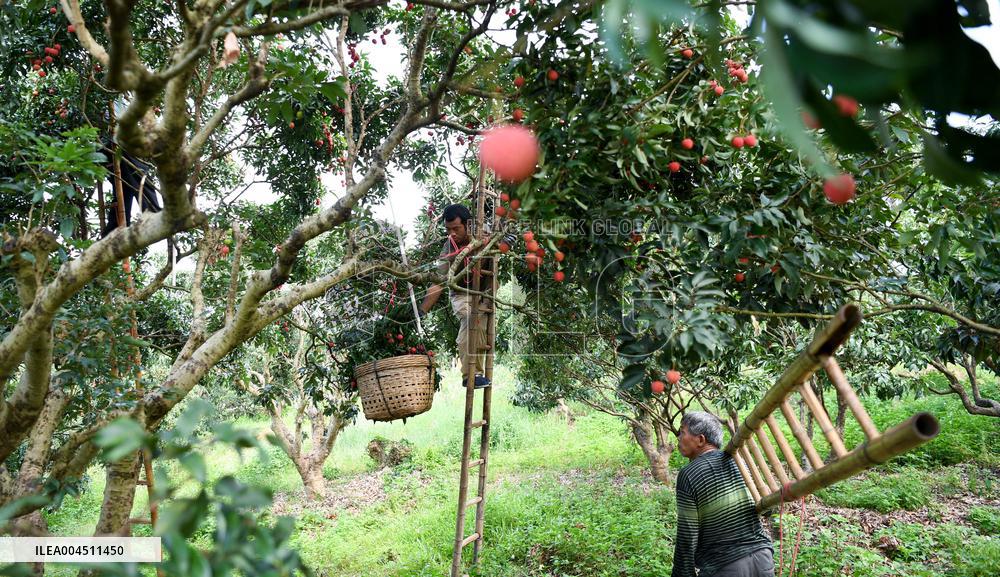 China S Largest Lychee Production Base