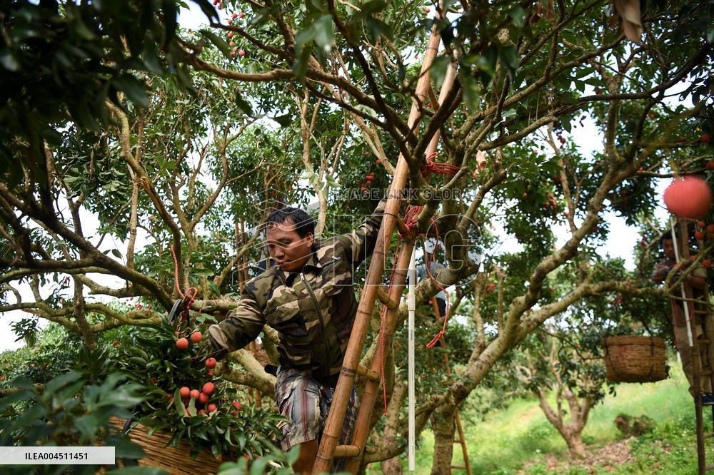 China S Largest Lychee Production Base