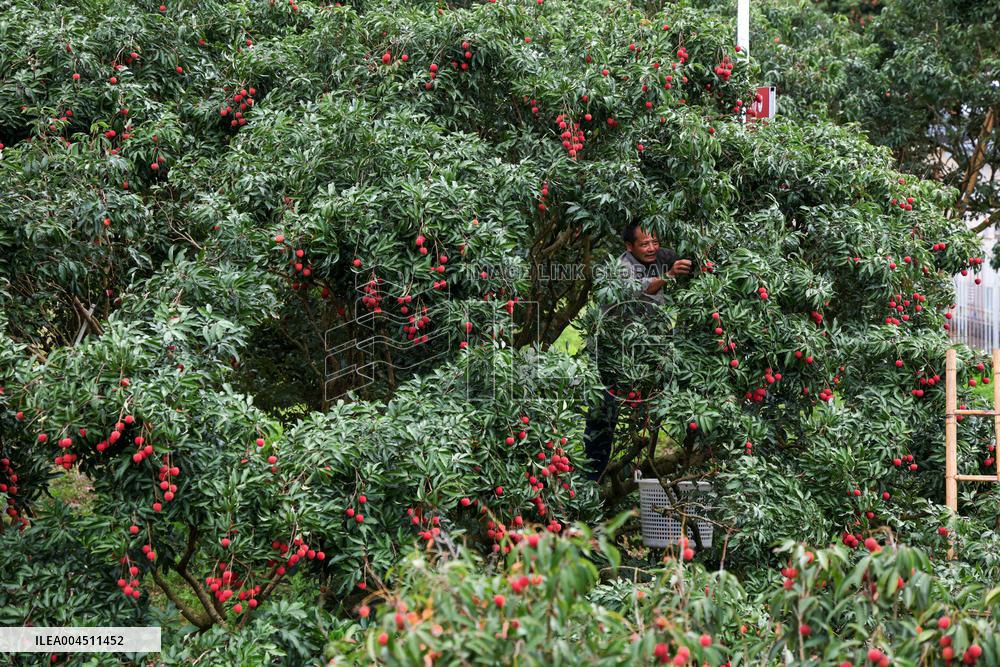 China S Largest Lychee Production Base