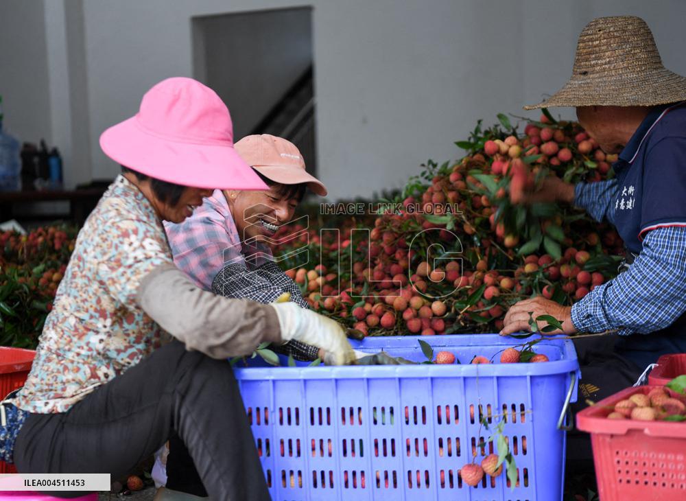 China S Largest Lychee Production Base