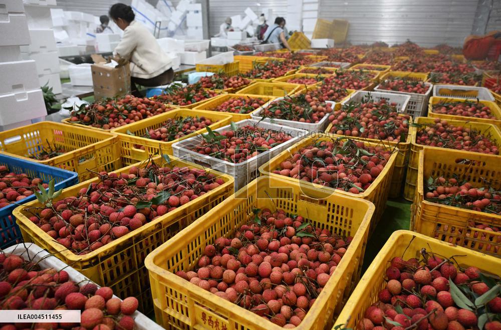 China S Largest Lychee Production Base