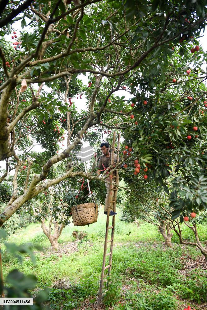 China S Largest Lychee Production Base