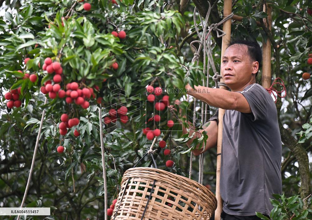 China S Largest Lychee Production Base