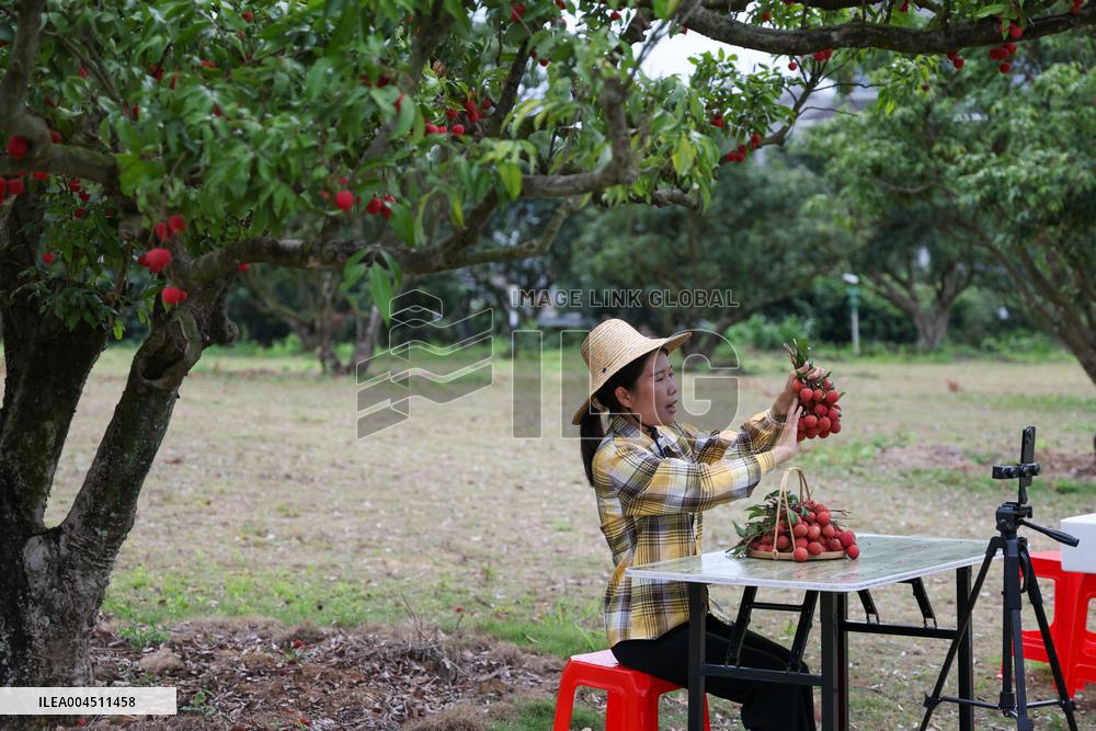 China S Largest Lychee Production Base