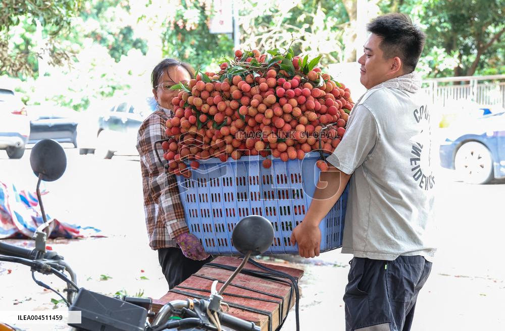China S Largest Lychee Production Base
