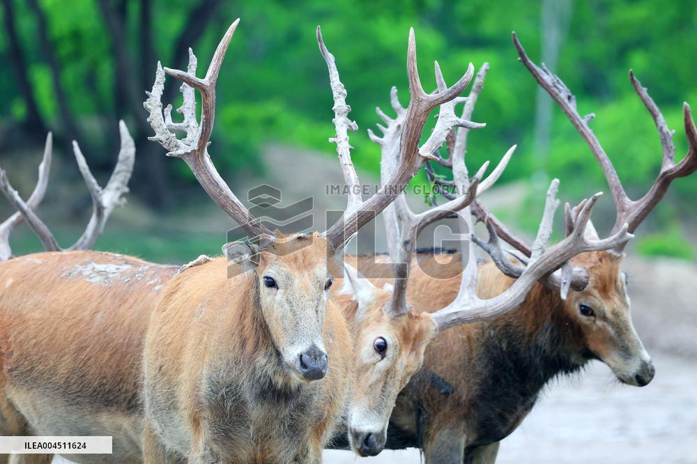 Deers At Jiangsu National Nature Reserve - China