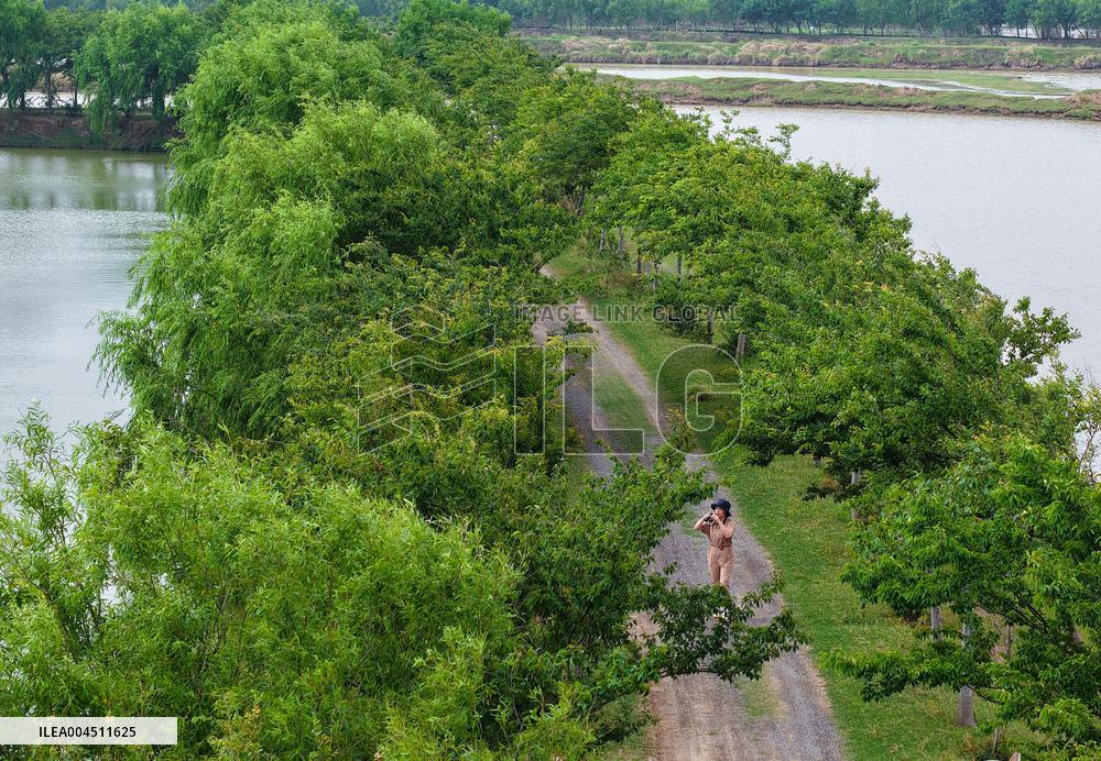 Deers At Jiangsu National Nature Reserve - China