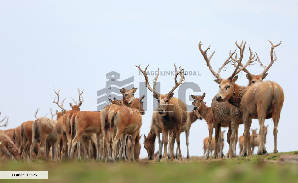 Deers At Jiangsu National Nature Reserve - China