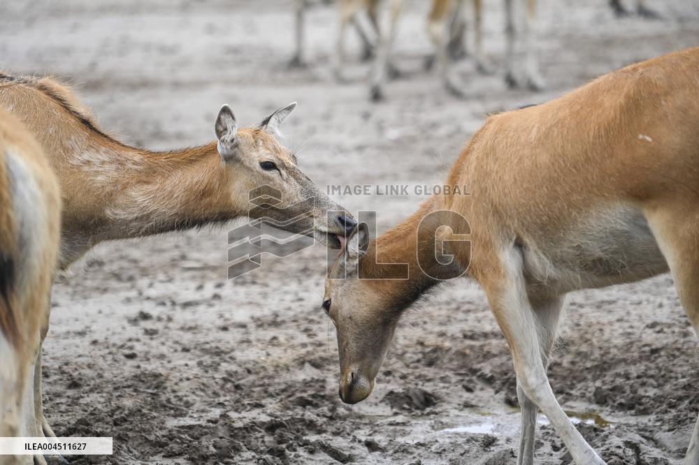 Deers At Jiangsu National Nature Reserve - China