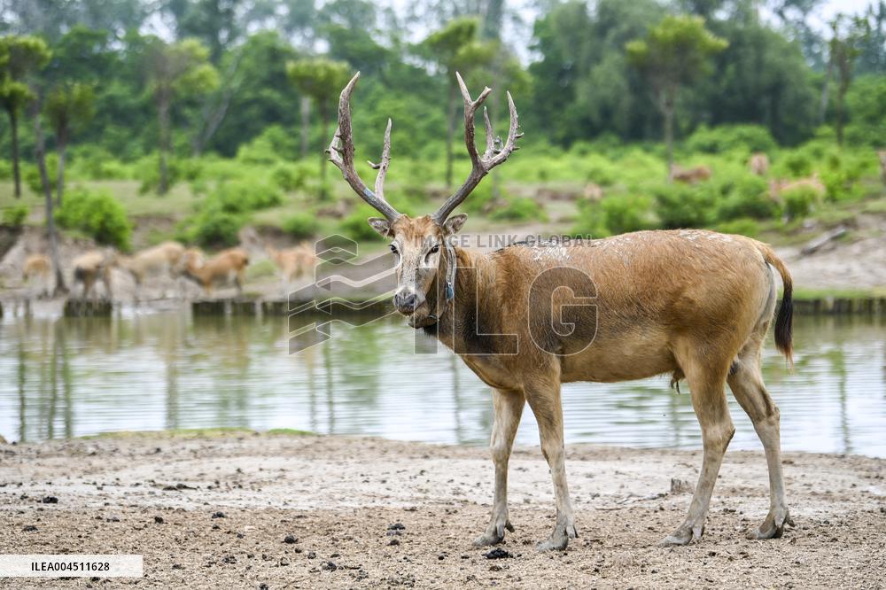 Deers At Jiangsu National Nature Reserve - China