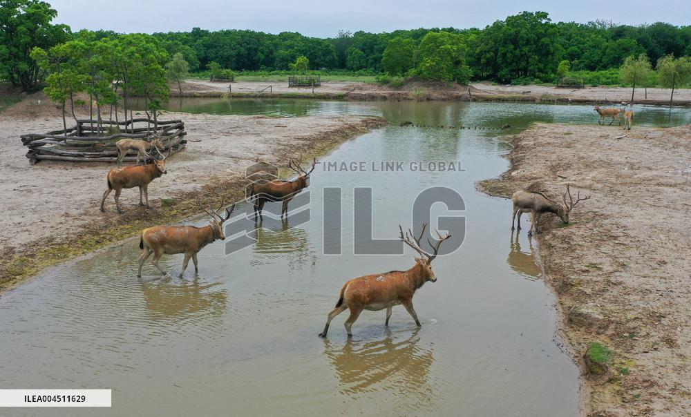 Deers At Jiangsu National Nature Reserve - China