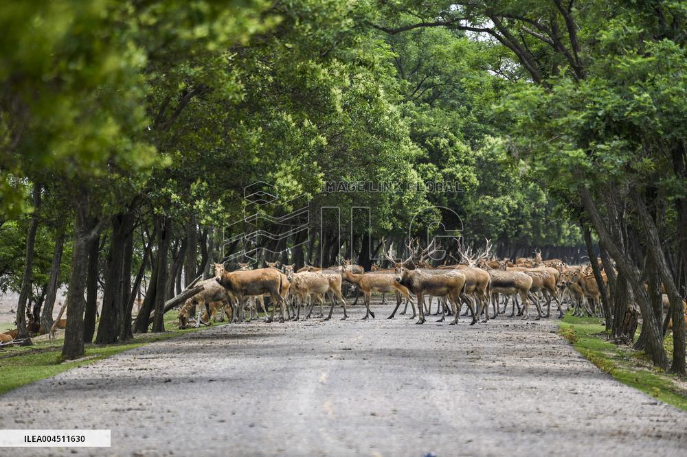 Deers At Jiangsu National Nature Reserve - China