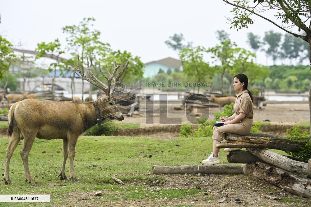 Deers At Jiangsu National Nature Reserve - China