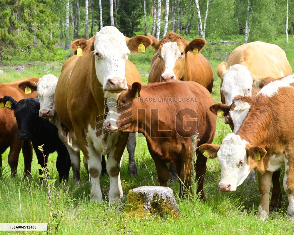 KING CARL GUSTAF STENHAMMAR DAY