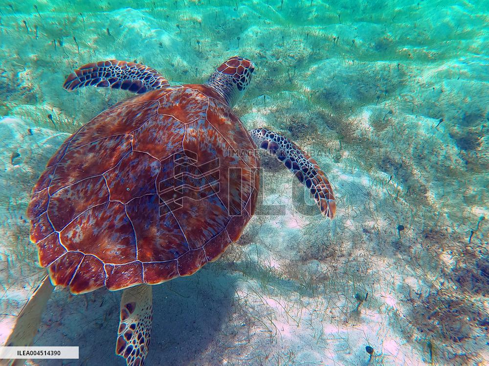 Illustration - Saint-Barthelemy Island