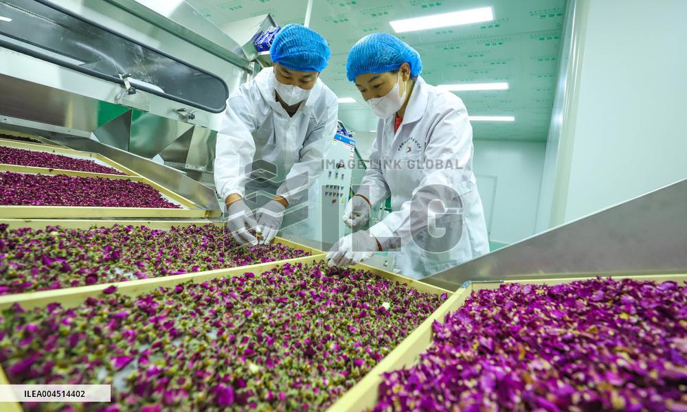 Rose Industry
 in Zhangye