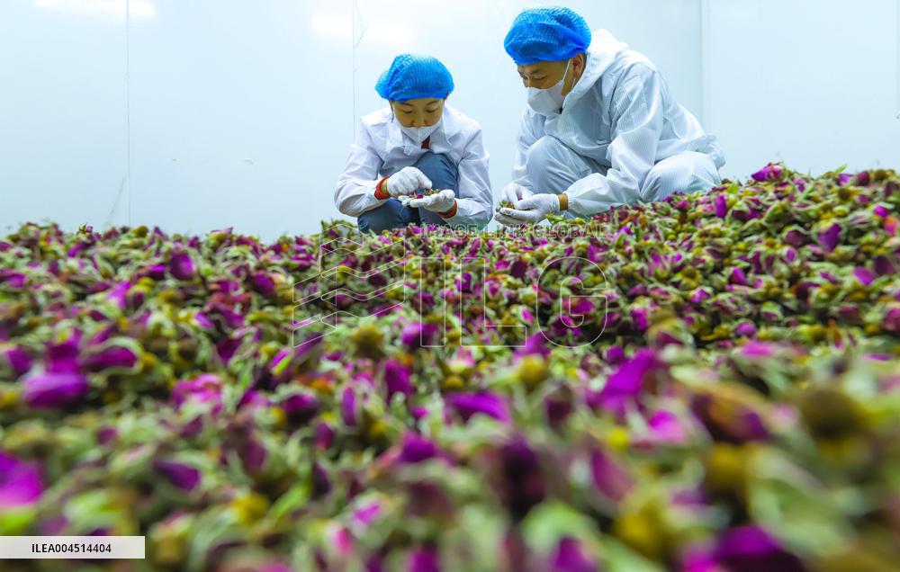 Rose Industry
 in Zhangye