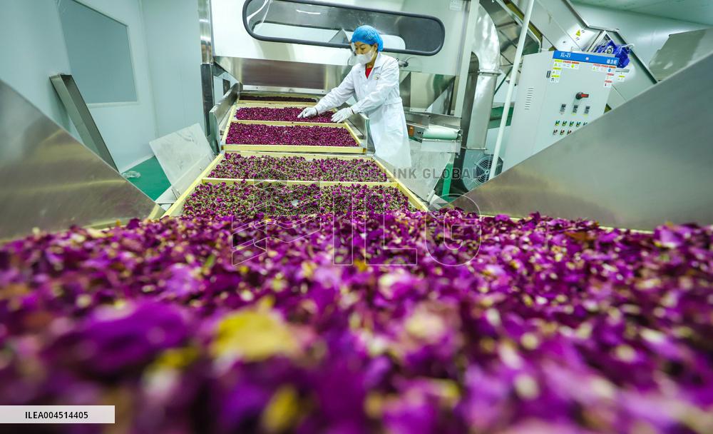 Rose Industry
 in Zhangye