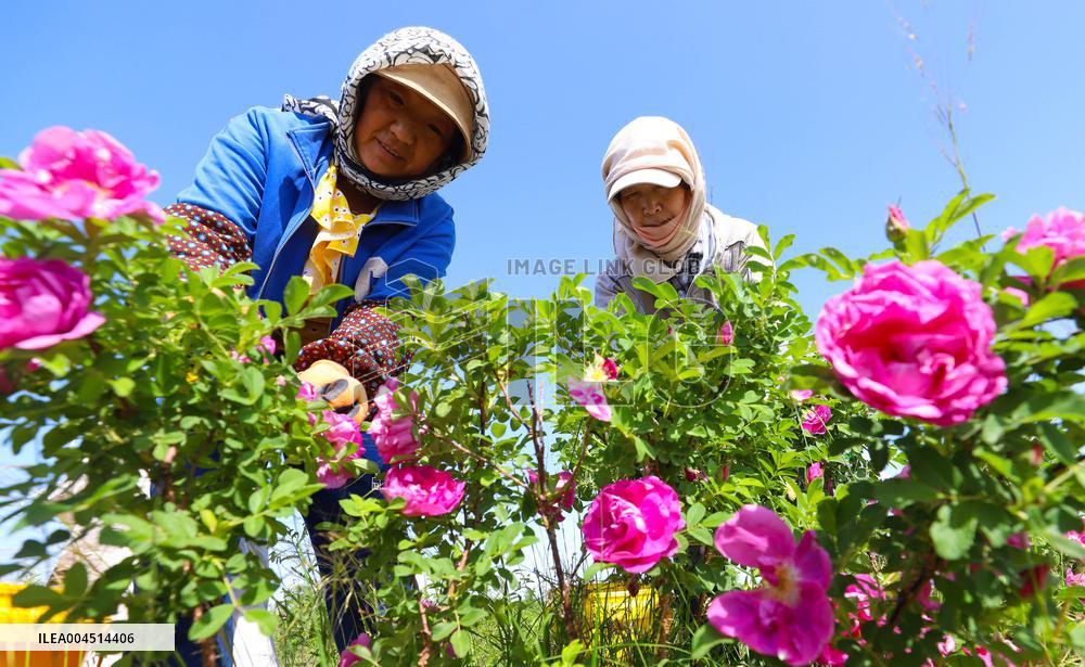 Rose Industry
 in Zhangye