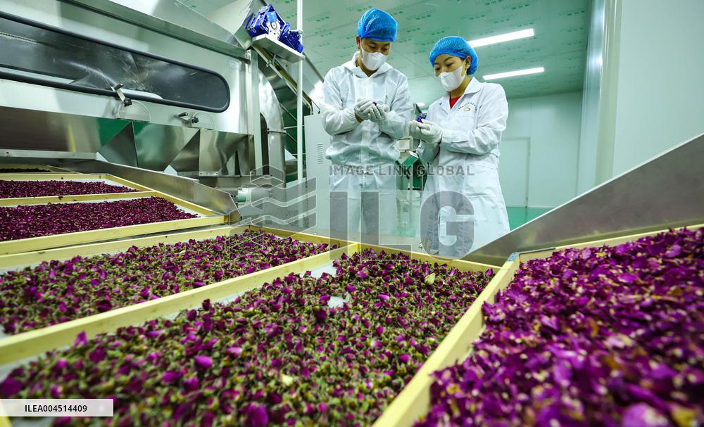 Rose Industry
 in Zhangye