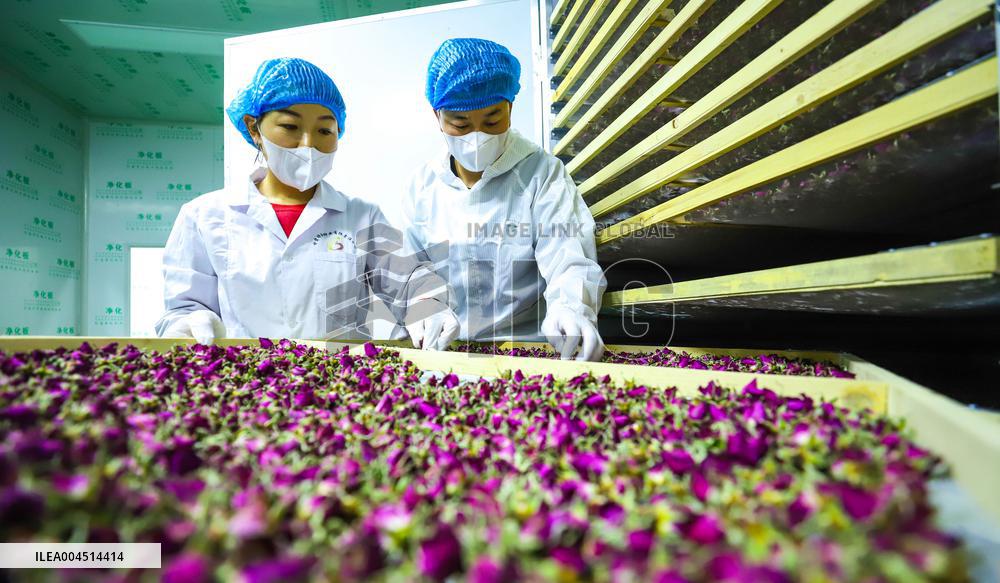 Rose Industry
 in Zhangye