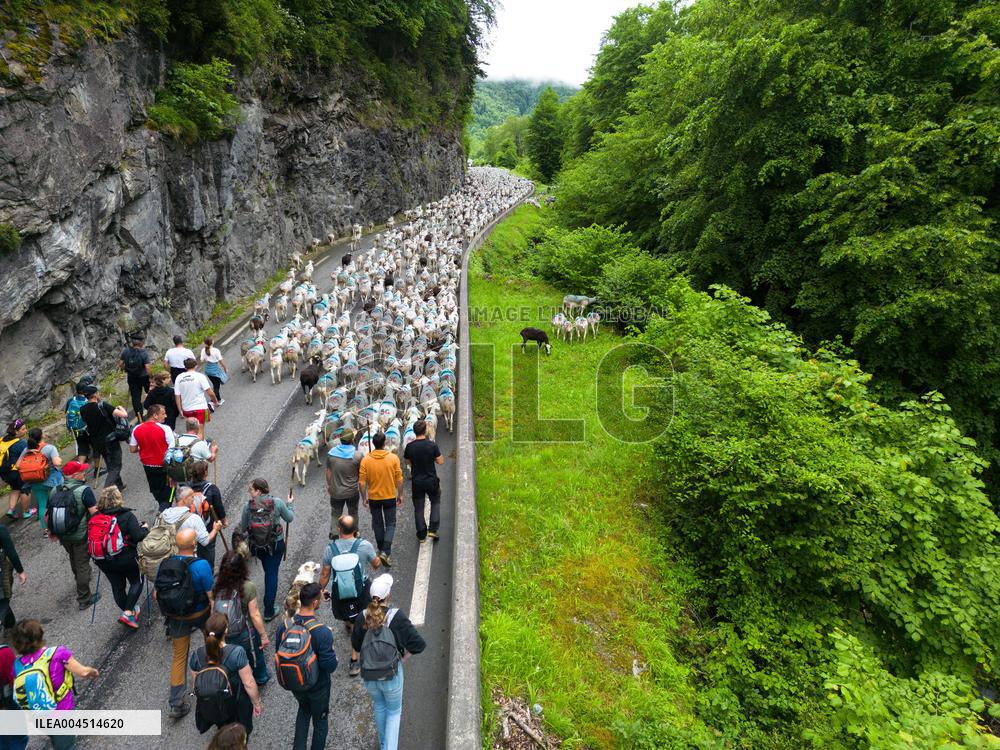 Traditional Annual Transhumance - France