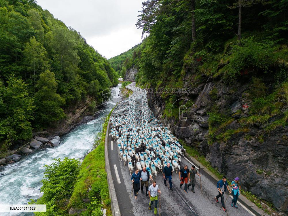 Traditional Annual Transhumance - France
